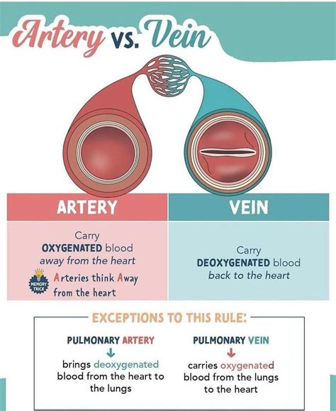 Artery Vs Vein - MEDizzy