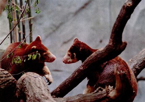 ZooLex Image - Tree kangoroos