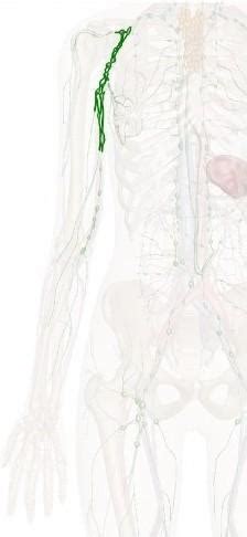 Major axillary lymph nodes - Brainly.in