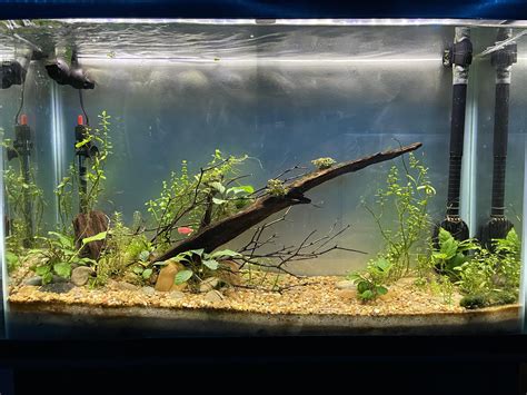 My 40 gallon aquarium where should I go from here? : r/Aquariums