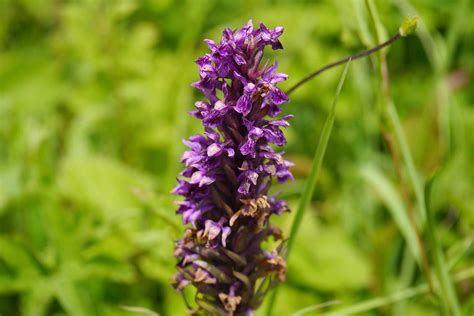 The Babbler: Issue No. 23 | Nature inFocus