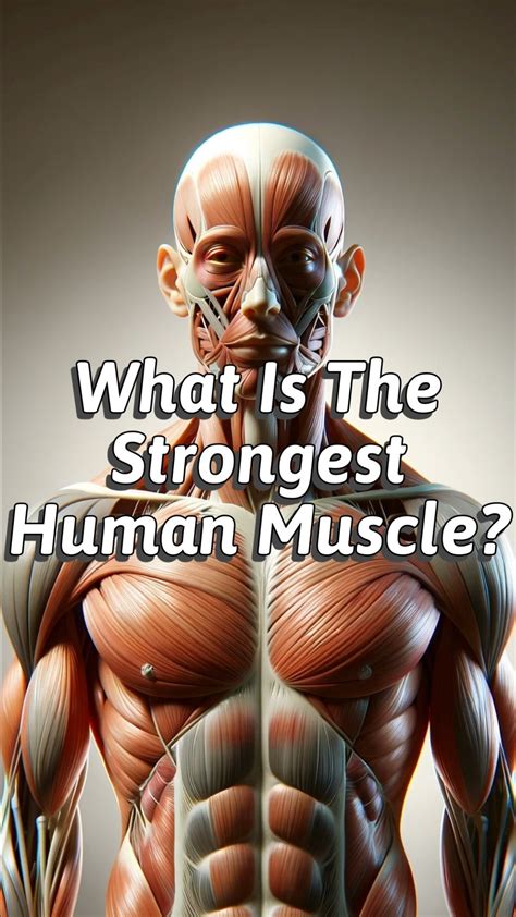 Strongest Muscle In The Human Body