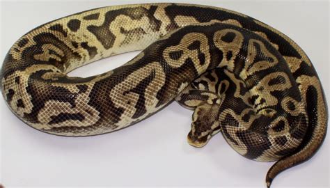 Image result for Chimera Ball Python