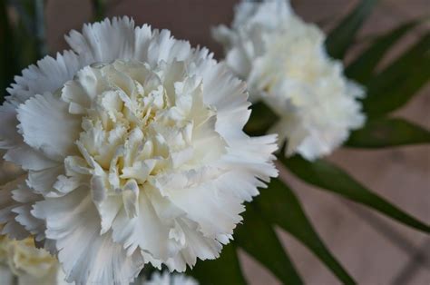 CLAVEL BLANCO l WHITE CARNATION l FLORES DE GUATEMALA | Clavel blanco ...