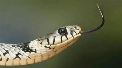 Centre Urges Snakebites as Notifiable Disease: Addressing a Public ...