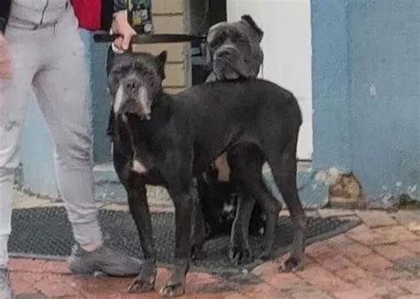Cane Corso Dogs Attack 的图像结果