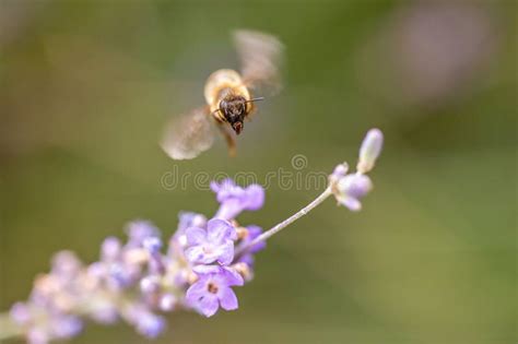 Image result for Bee Flying Front View