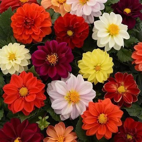 Dahlia Figaro Mix Flower Seeds | Buy Online India – ChhajedGarden.com