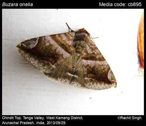 Buzara onelia (Guenée, 1852) - | Moths