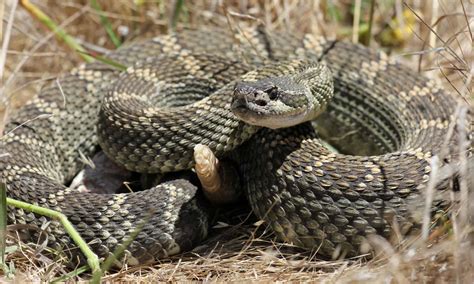 Venomous (Poisonous) Snakes in Oregon - A-Z Animals