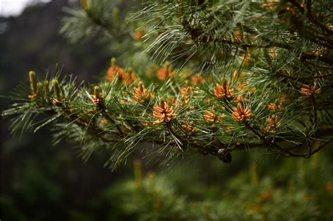 科学网—霜叶红于二月花，功劳当属花青素 - 吕秀齐的博文