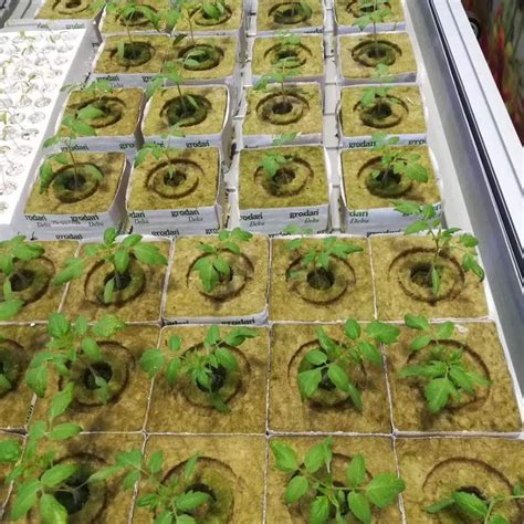 Buy ankishi Imported Rock Wool Soilless Culture Substrate Agricultural ...