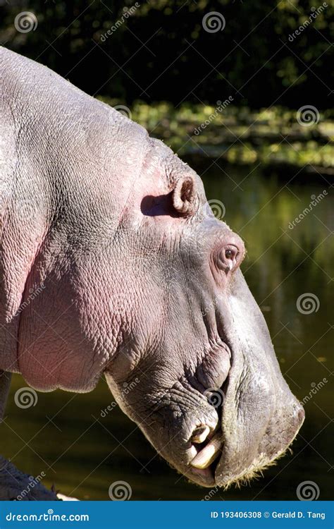 Captive Hippopotamus Yawning Or Roaring In A Spanish Zoo Stock Photo | CartoonDealer.com #577740