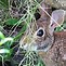 Image result for Cottontail Rabbits Wild Bunny