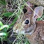 Image result for Cottontail Rabbit Animal Baby