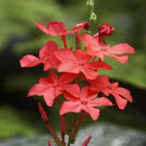 New Arrivals Plants | Buy Latest Plants Online in India- Page 3 of 12 ...