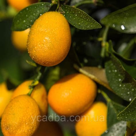 Кумкват "Кинкан" 1год: продажа, цена в Винницкой области. Саженцы ...