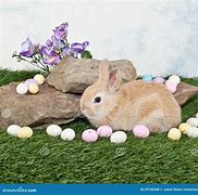 Image result for Little Easter Bunny