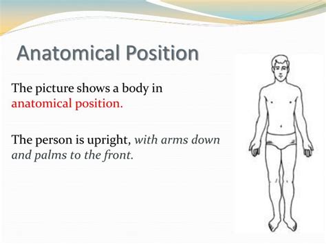 Image result for Anatomical Position Explained