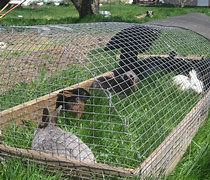 Image result for Walmaert Bunny Cages