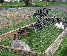 Image result for Bunny Cages
