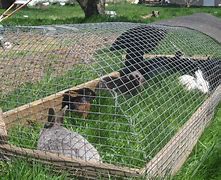 Image result for Show Rabbit Cages