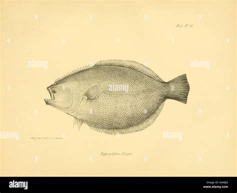 This illustration from the 'Zoology of the Voyage of H.M.S. Beagle' shows fish species ...