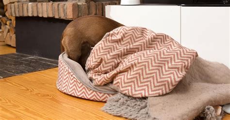 Fear, Anxiety and Phobias in Our Pets - FOUR PAWS International ...