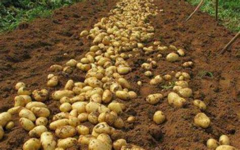 炖土豆多长时间熟 - 鲜淘网