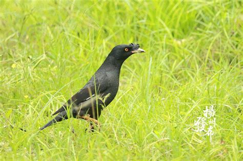 黑雀子图片,黑雀子和黑痣的图片_大山谷图库