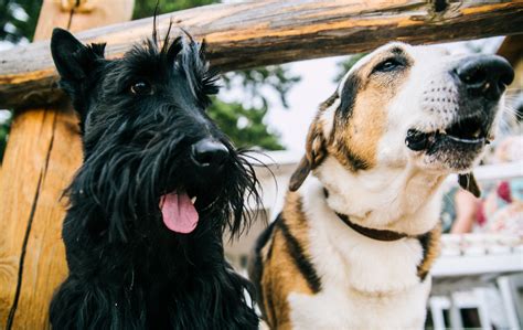 Kennel Cough and the Bordetella Vaccine - Veterinary Follow Up