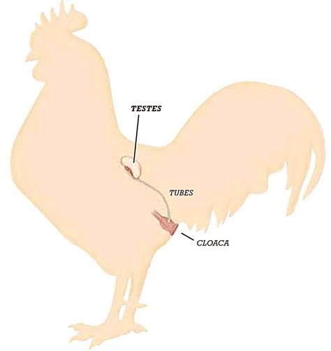 Image result for Male Bird Reproductive System