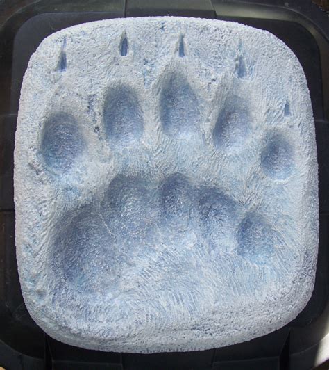 Polar Bear Paw Print Actual Size Polar Bears Have Giant Paws