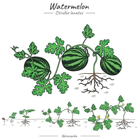 Watermelon Tree 的图像结果