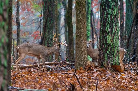 The Complete Guide to the 2025 NC Deer Season | HuntWise
