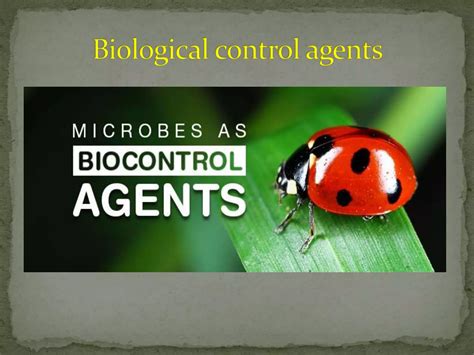 Biological Control Examples 的图像结果