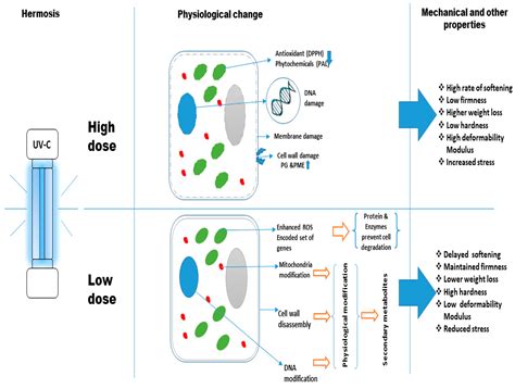 The Effect of UV-C Irradiation on the Mechanical and Physiological ...