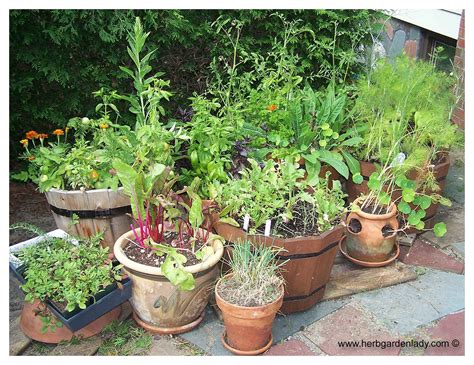 Grow A Culinary Herb Garden For Cooking, Drying Or Herb Tea
