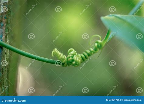 Vine Tendrils that Coil a Stem Plant Stock Photo - Image of creeper ...