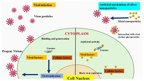 Silver Nanoparticles (AgNPs) as Potential Antiviral Agents: Synthesis ...