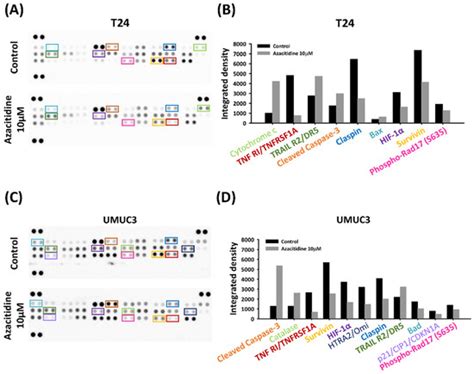 Intravesical Instillation of Azacitidine Suppresses Tumor Formation ...