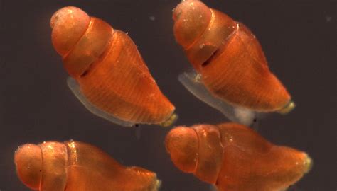 Image result for Cone Shell Venom