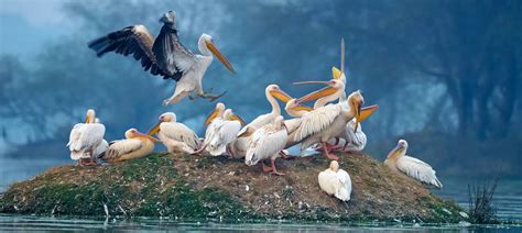 Dudhwa National Park Uttar Pradesh India