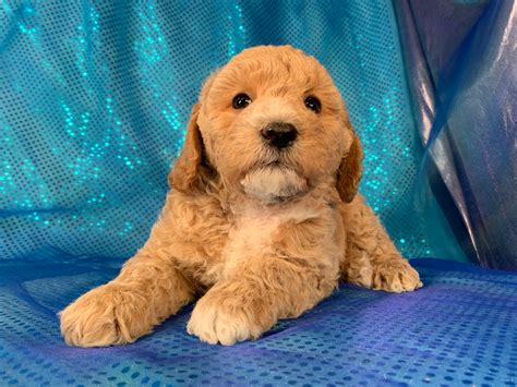 F1b and F1 Cockapoos Available, Professional Iowa Breeders With All Colors