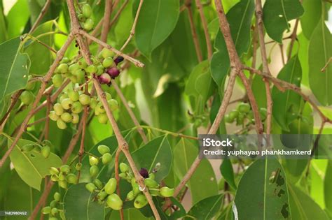 Image result for Java Plum Benefits