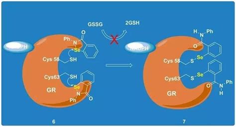 活性氧是什么_百度知道