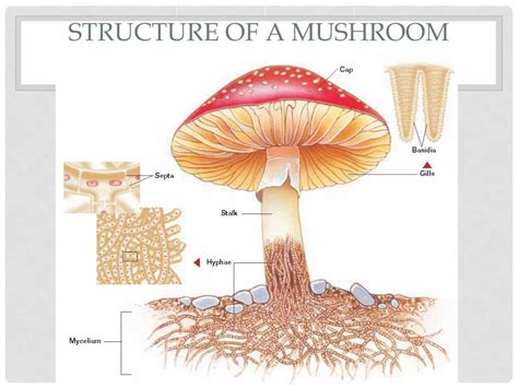 Fungi Cell Structure 的图像结果