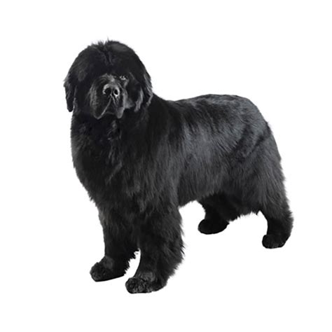Best Dog Breeds for Families | Purina