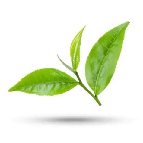 Classic coffee | Mountain View Coffee Plantation