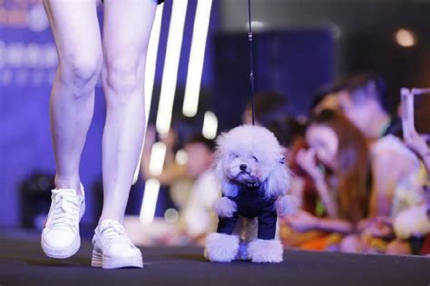 2023第4届华东国际宠物用品展览会(杭州)-宠物展会-宠矩网